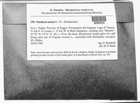 Patellaria atrata image